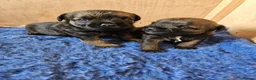 Border Terrier dogs for sale: Border terrier puppy's  in Leek - Advert 3