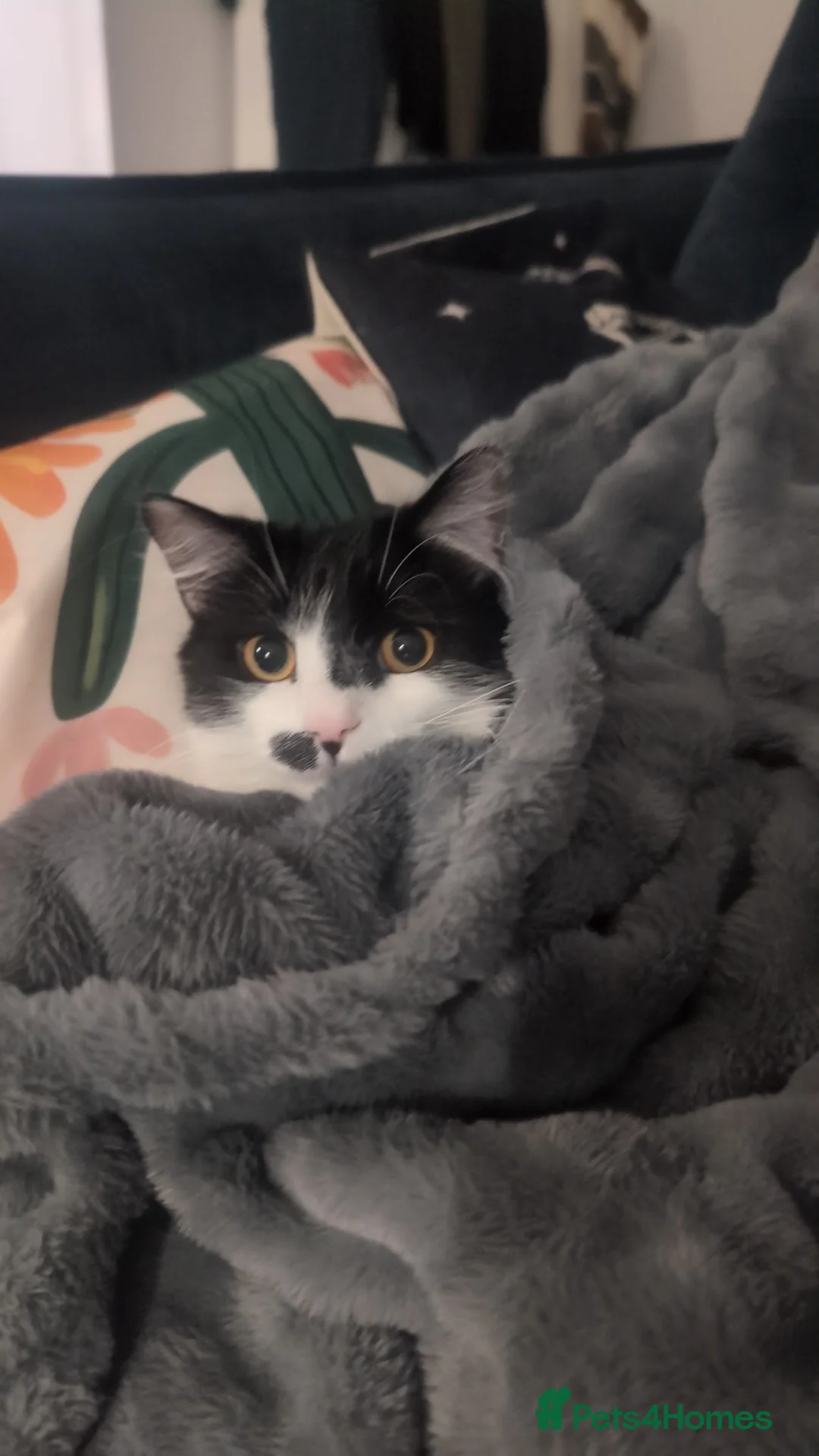 Mixed Breed cats for sale: Rehoming  in Morecambe - Advert 2