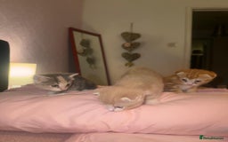 Scottish Fold cats for sale: Scottish Fold Kittens ready for Loving Homes - Image 9
