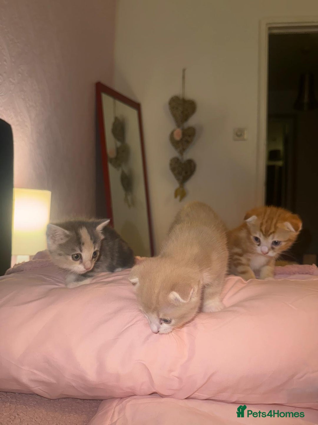 Scottish Fold cats for sale: Scottish Fold Kittens ready for Loving Homes - Image 9