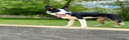 Border Collie dogs for sale: Loving Home Wanted for Tricolour Border Collie in Haywards Heath - Advert 1