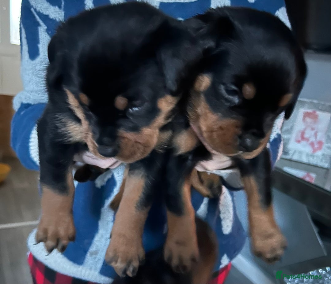 Rottweiler dogs for sale: Ready in 2 weeks bunch of 12 rotwellier puppies  - Advert 21