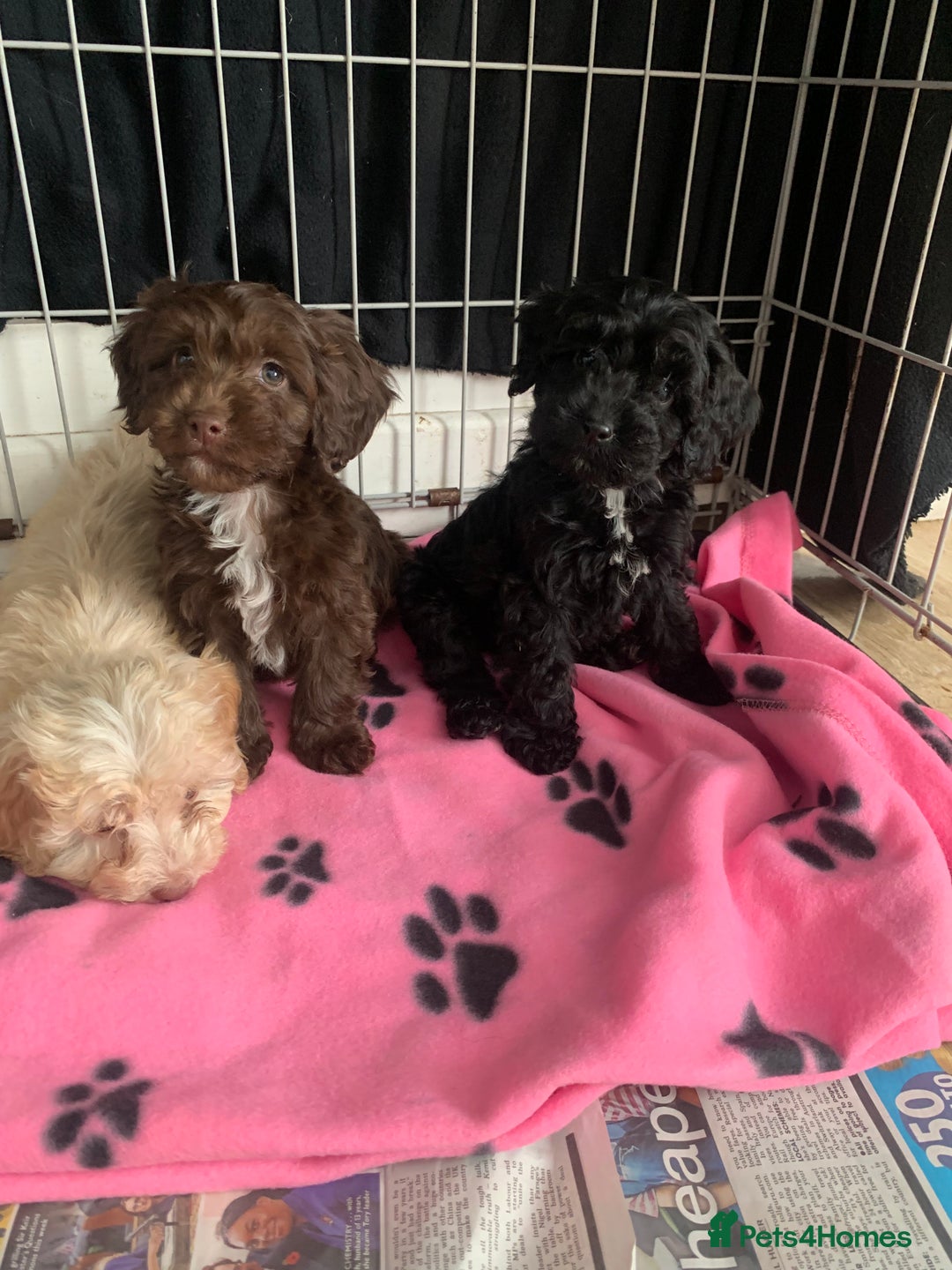 Cockapoo dogs for sale: Cockapoo puppies ready now - Image 7