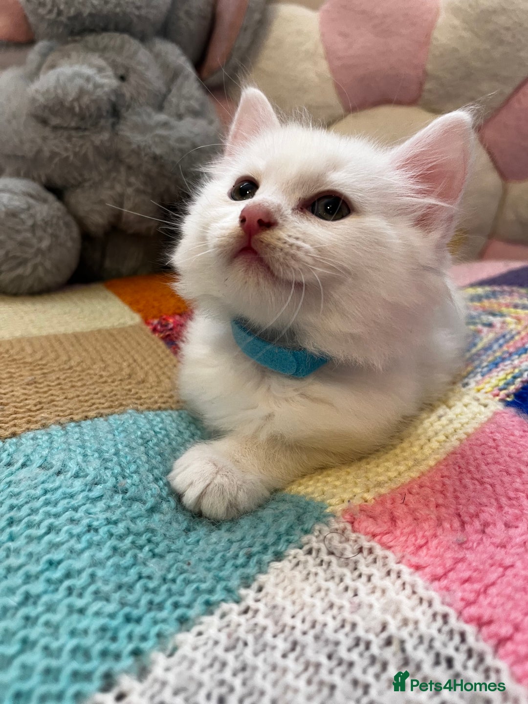 Turkish Angora cats for sale: Turkish Angora Longhair kittens - Advert 14