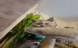 British Shorthair cats for sale: GCCF kittens ready 2 leave now - Advert 20