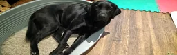 Labrador Retriever dogs for sale: Black Labrador - Advert 5