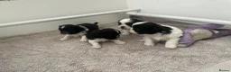 Shih Tzu dogs for sale: Imperial Shihtzu Puppies - Advert 8