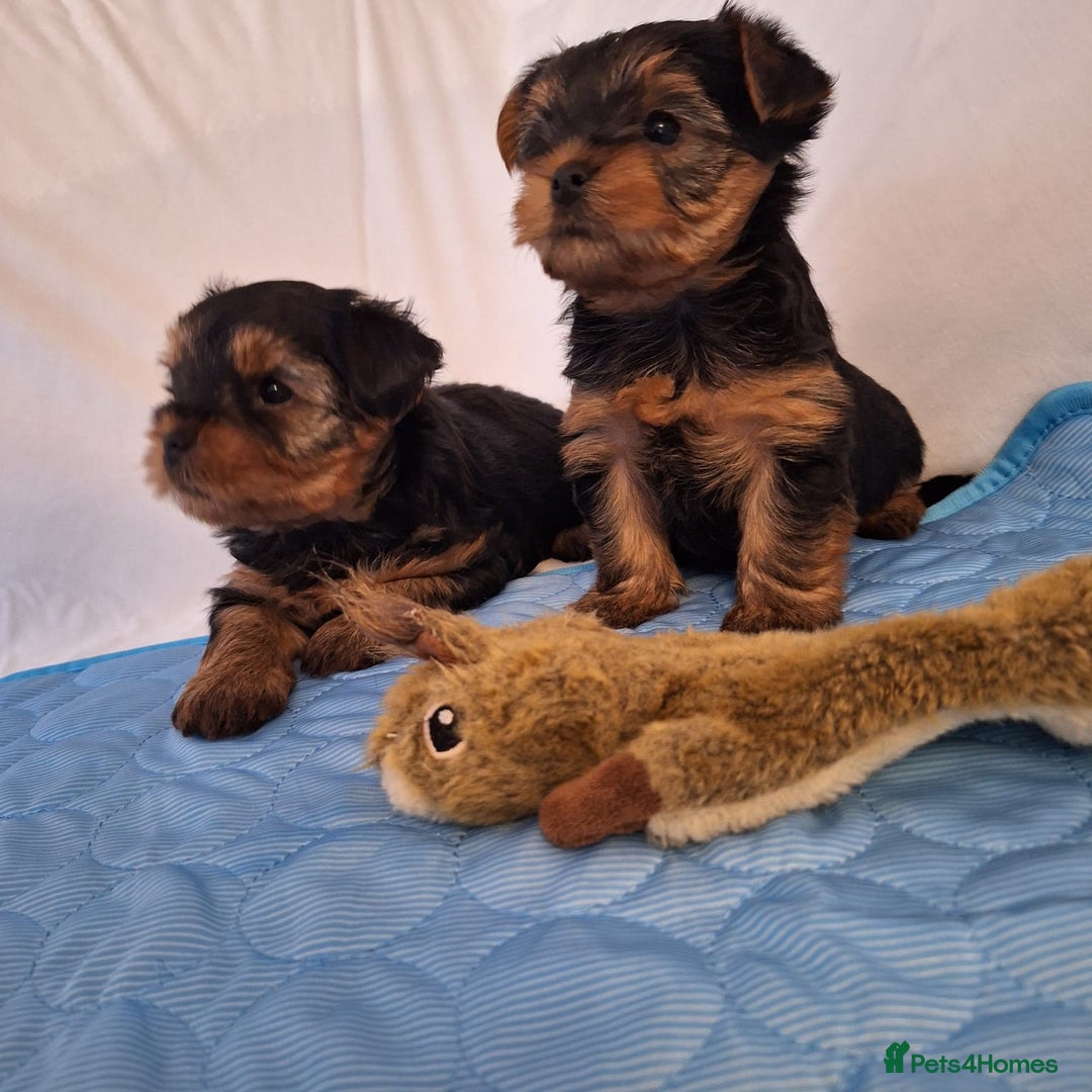 Yorkshire Terrier dogs for sale: Yorkshire Terrier Puppies – Ready 24 Dec - Image 30
