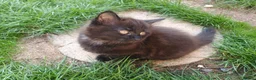 Mixed Breed cats for sale: 4 mixed breed main coon/ bengal boys - Advert 8