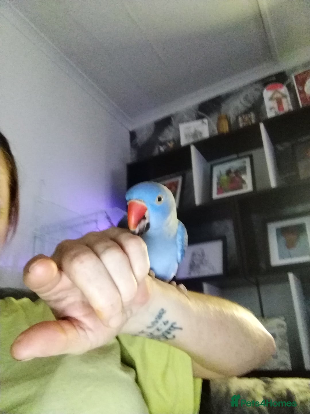 Ringnecks birds for sale: Ringneck parrot - Advert 1