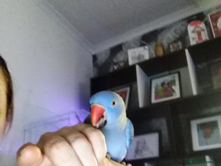 Ringnecks birds Ringneck parrot - Advert 9