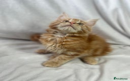 Maine Coon cats for sale: TICA REGISTERD MAINCOON KITTEN’S ⭐️ - Image 5