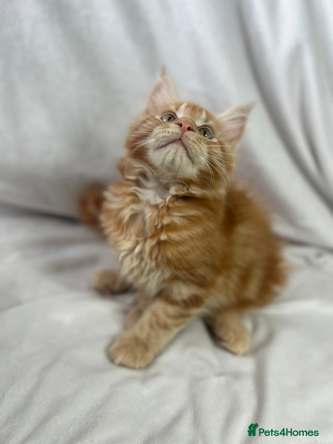 Maine Coon cats for sale: TICA REGISTERD MAINCOON KITTEN’S ⭐️ - Image 5