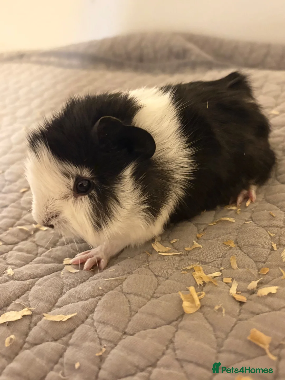 Guinea Pig rodents for sale: Baby boy guineas - Advert 1
