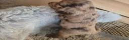 Cocker Spaniel dogs for sale: Working Type Cocker Spaniels - Advert 25