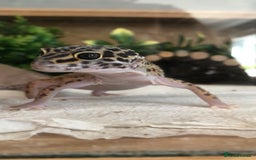 Leopard Gecko reptiles for sale: Leopard Gecko for sale with full set up. - Advert 2
