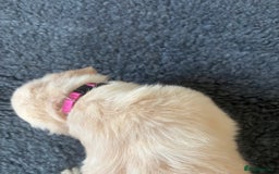 Golden Retriever dogs for sale: Beautiful Golden Retriever puppies - Image 7