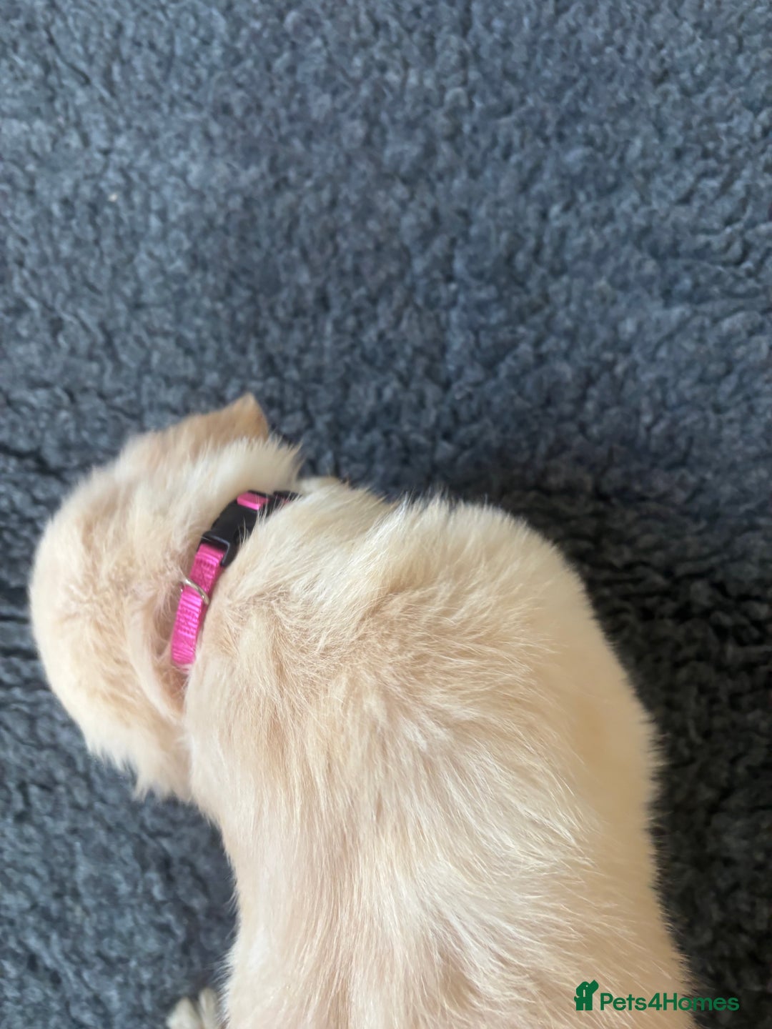 Golden Retriever dogs for sale: Beautiful Golden Retriever puppies - Image 7