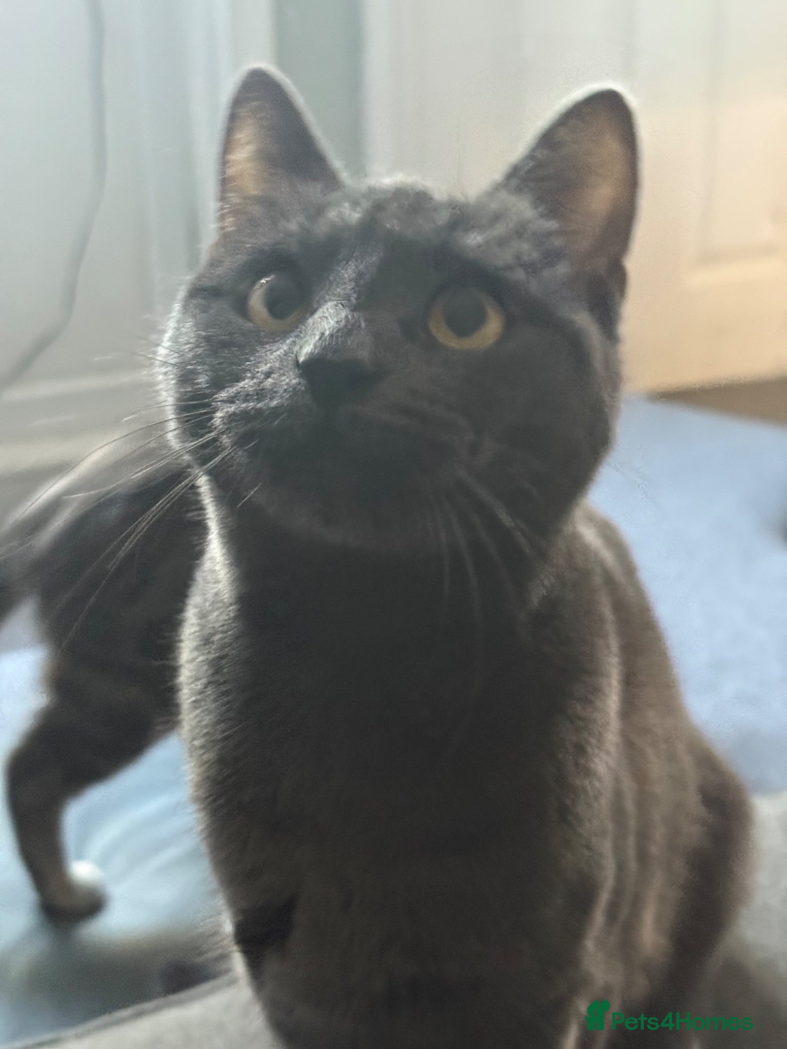 Mixed Breed cats Two girl kittens for rehoming  - Advert 2