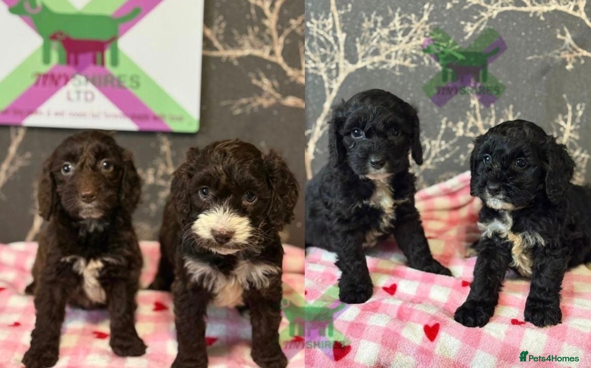 Cockapoo dogs F1 various mini cockapoos 30 dna health tested clr - Advert 16