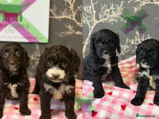 Cockapoo dogs F1 various mini cockapoos 30 dna health tested clr - Advert 16