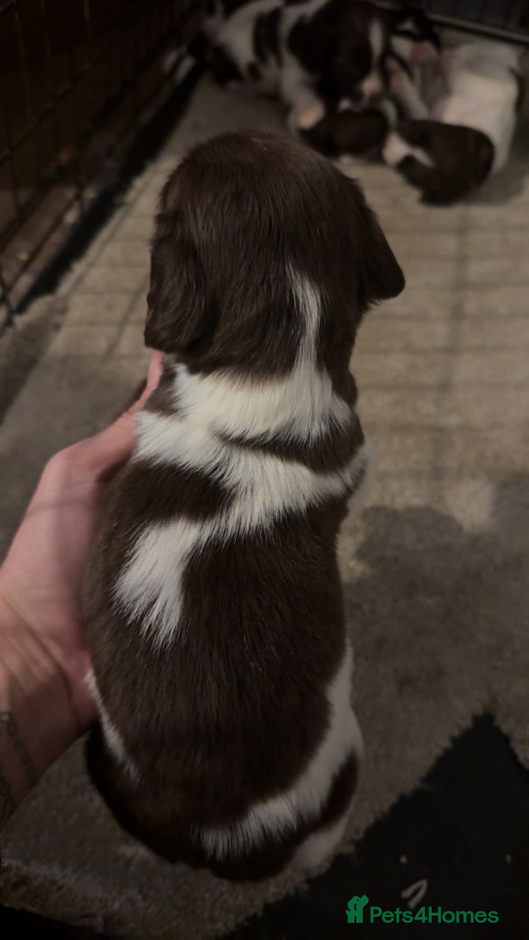 English Springer Spaniel dogs for sale: English springer spaniel puppies - Advert 4