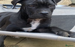 Cane Corso dogs for sale: Big Pure Cane Corso Puppies Ready Now!  - Image 3