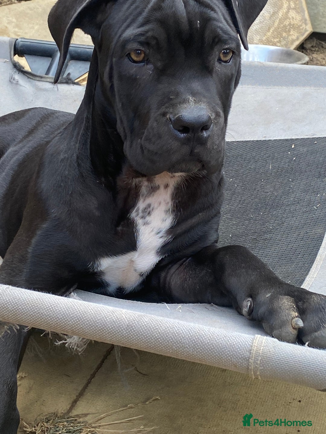 Cane Corso dogs for sale: Big Pure Cane Corso Puppies Ready Now!  - Image 3