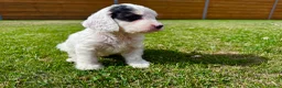 Cockapoo dogs for sale: Beautiful F1 Cockapoo Babies 🐾🐾🐾 - Advert 3
