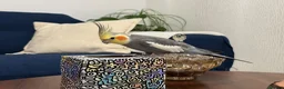 Cockatiels birds for sale: Beautiful Tamed Cockatiel with Cage & Accessories in Leeds - Advert 3