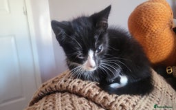 Mixed Breed cats for sale: ***REDUCED READY TO LEAVE*** - Image 3