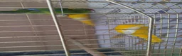 Parakeets birds for sale: For sale  - Advert 5
