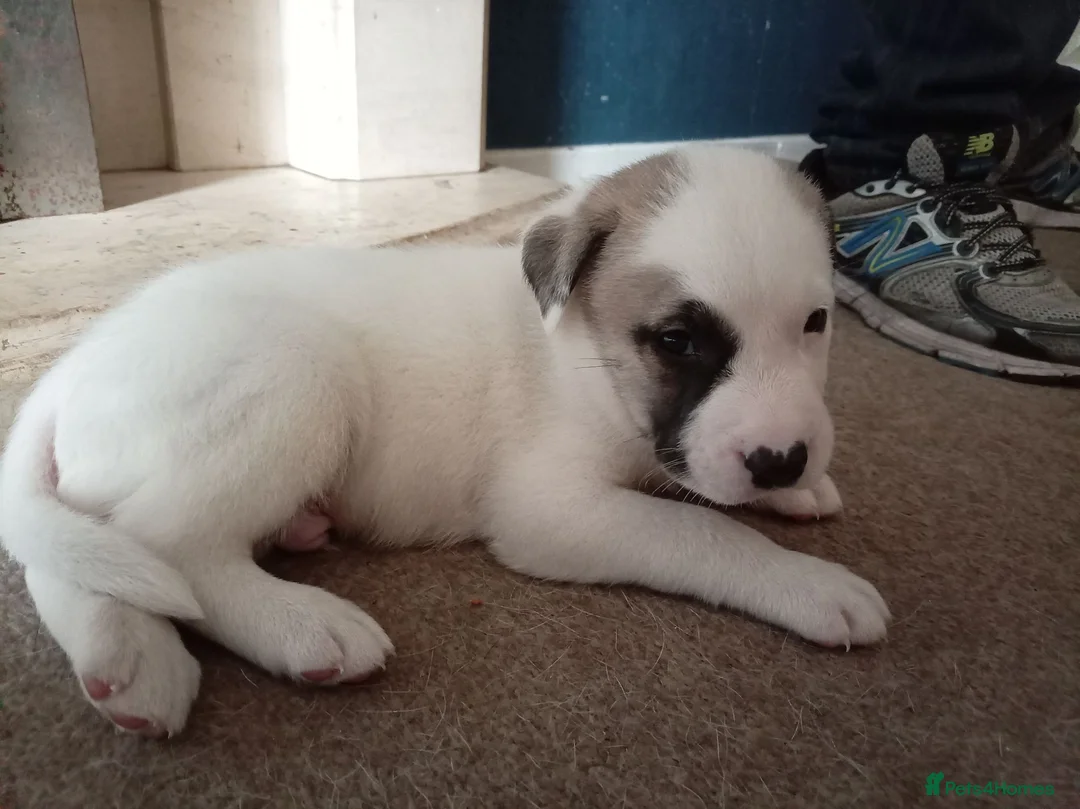 Akita dogs for sale: 🐾🐾🐕AKITA CROSS FOR  SALE 🐕🐾🐾 in Tamworth - Advert 2