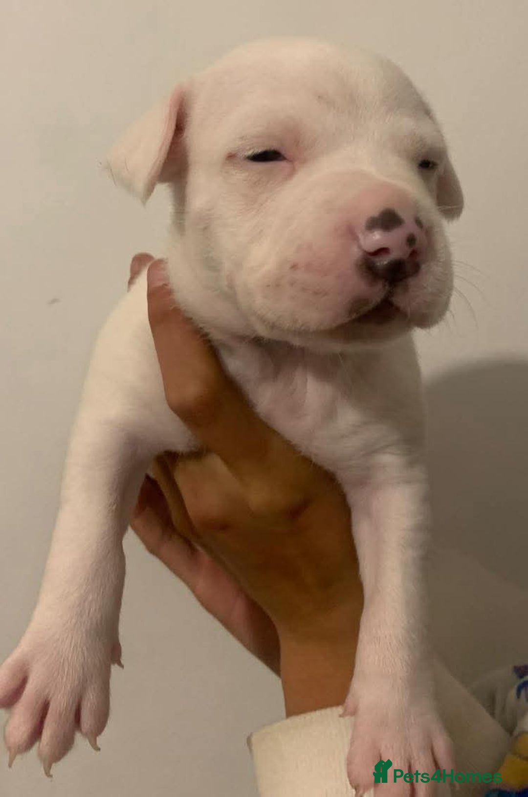 Staffordshire Bull Terrier dogs for sale: Staffy pups  - Image 3