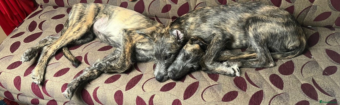 Mixed Breed dogs for sale: Lurcher Siblings - Image 11