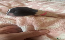 Shih Tzu dogs for sale: ⭐️Beautiful  Shih~Tzu puppies Ready 3rd October🐾 - Image 8
