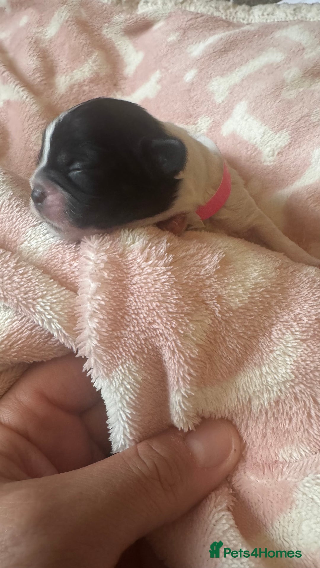 Shih Tzu dogs for sale: ⭐️Beautiful  Shih~Tzu puppies Ready 3rd October🐾 - Image 8