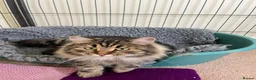 Siberian cats for sale: TICA registered traditional siberian - Advert 2