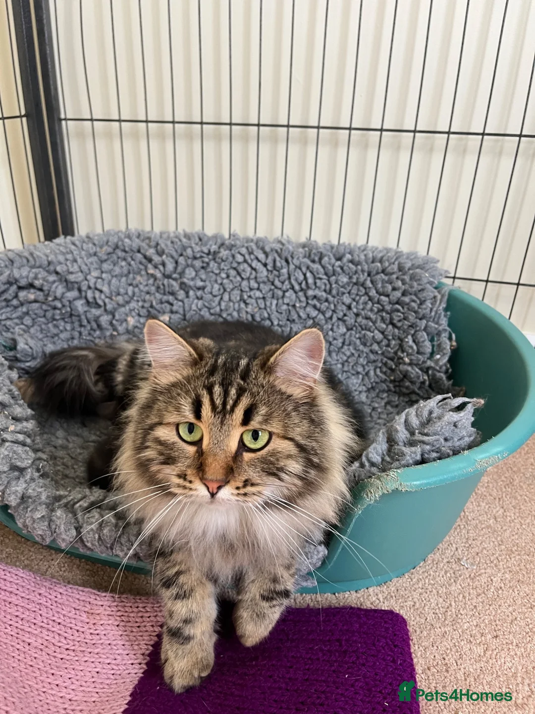 Siberian cats for sale: TICA registered traditional siberian - Advert 2