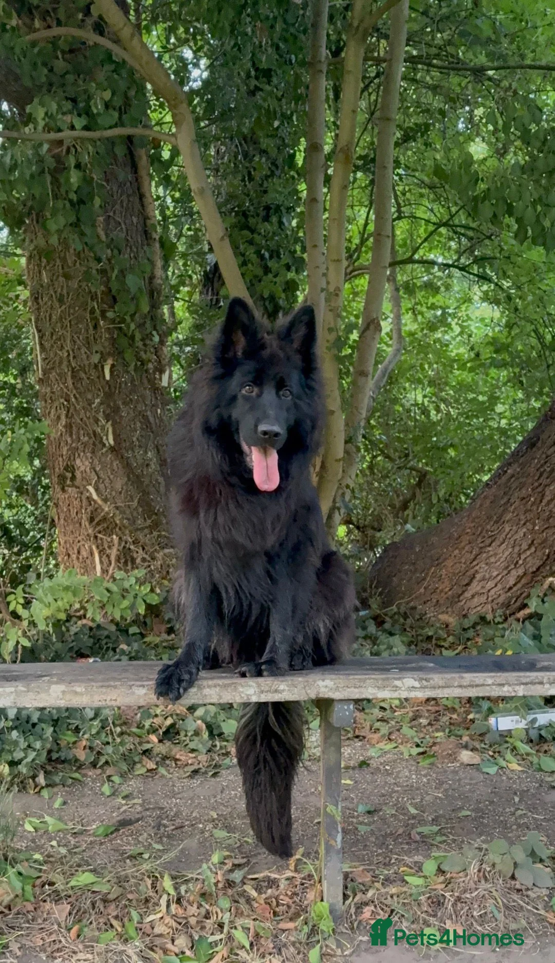 German Shepherd dogs for sale: German Shepherd - Advert 1