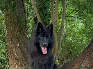 German Shepherd dogs German Shepherd - Advert 2