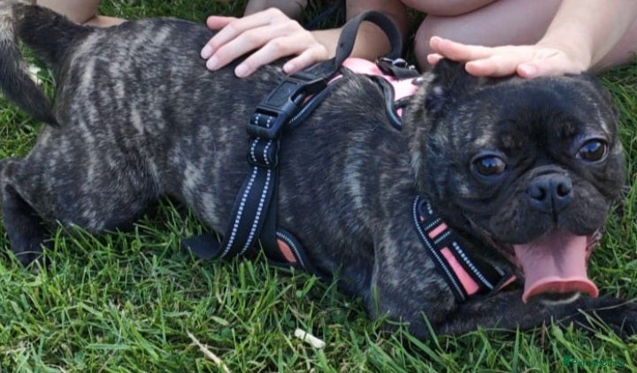 Frug dogs Frug for rehome - Advert 1