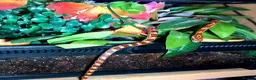 Corn Snake reptiles for sale: Corn snakes forsale 2025 corn snakes 2026 clutches - Advert 17