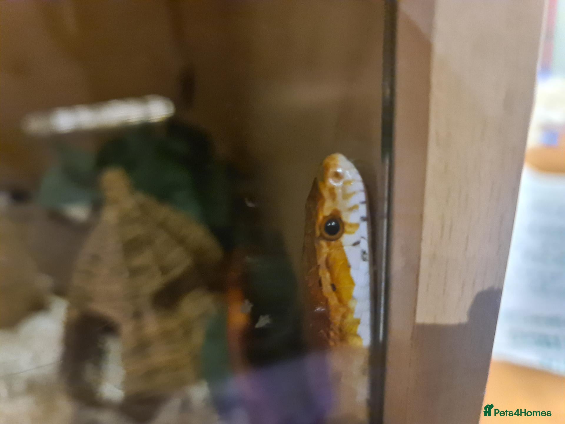 Corn Snake reptiles Corn Snake - Advert 1
