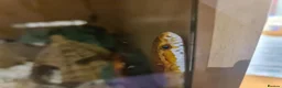 Corn Snake reptiles for sale: Corn Snake - Advert 1