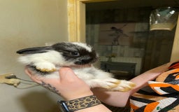 Netherland Dwarf rabbits for sale:  Netherland Dwarf / Minilop - Image 3