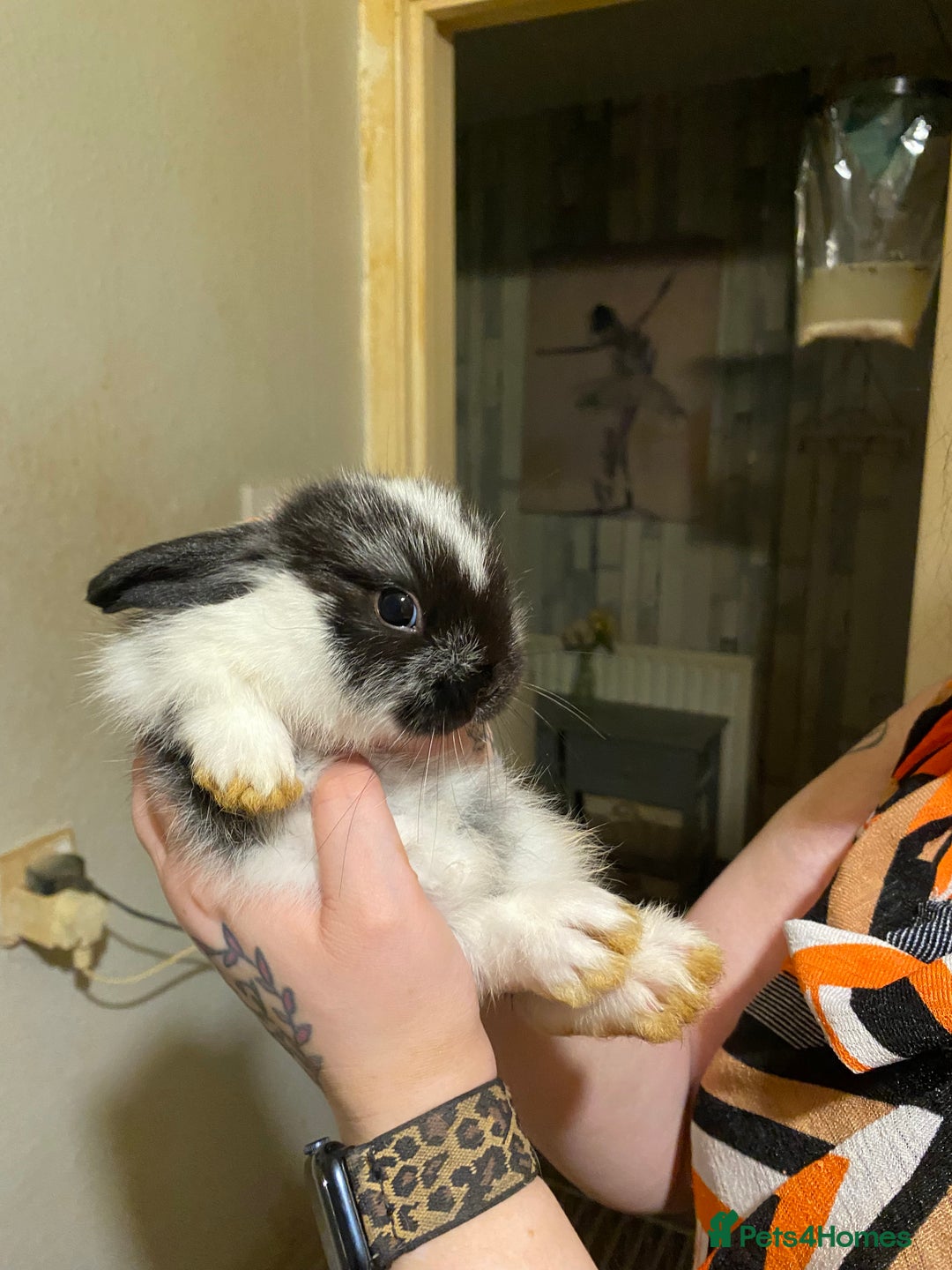 Netherland Dwarf rabbits for sale:  Netherland Dwarf / Minilop - Image 3
