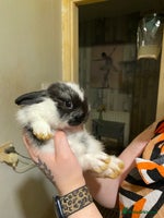 Netherland Dwarf rabbits - Advert 3