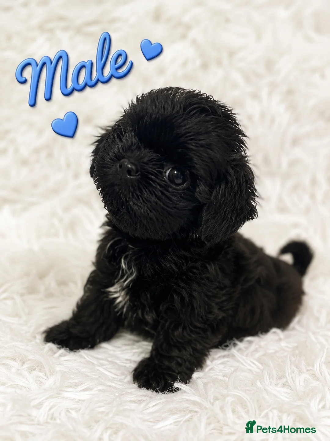 Shih Tzu dogs for sale: Ready next week KC Reg & Health Tested - Advert 2