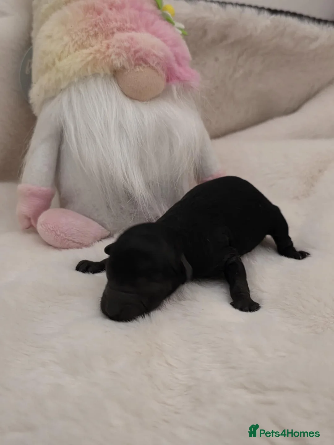 Maltipoo dogs for sale: Stunning✨rare Maltipoos  - Advert 7